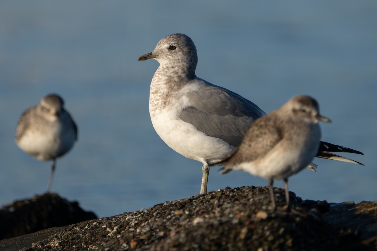 Мартин сивий аляскинський - ML646852925