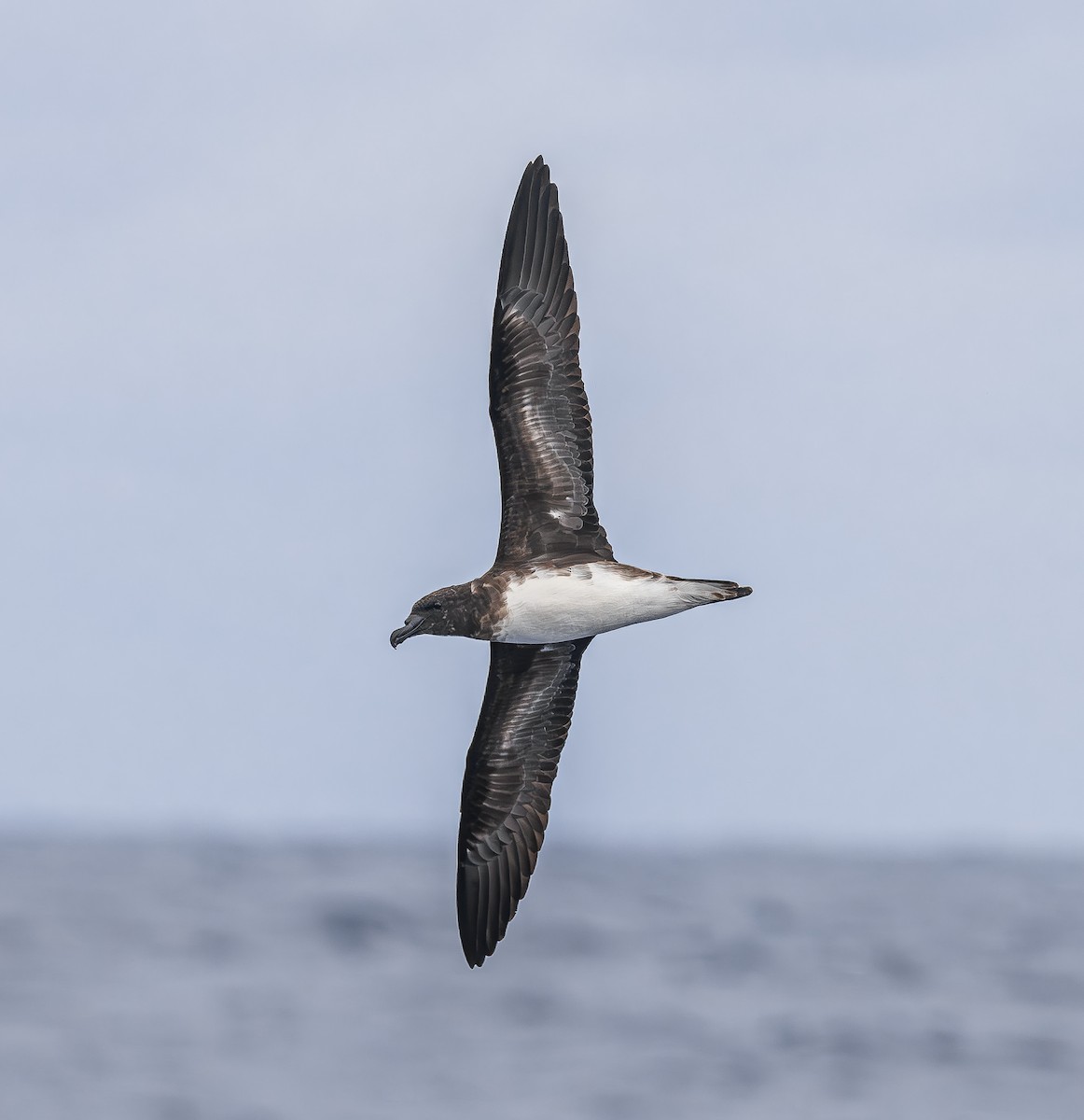 Тайфунник таїтійський - ML646852928