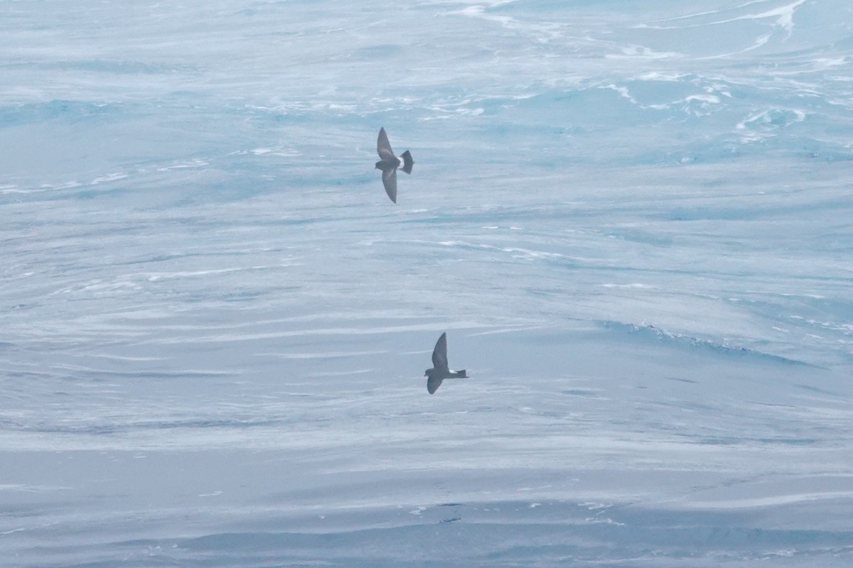 Океанник Вільсона - ML646852929