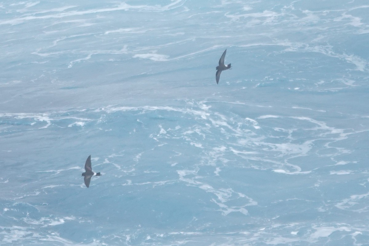 Океанник Вільсона - ML646852930