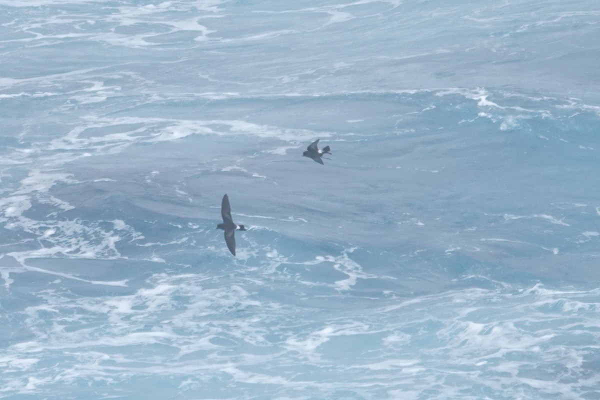 Океанник Вільсона - ML646852931