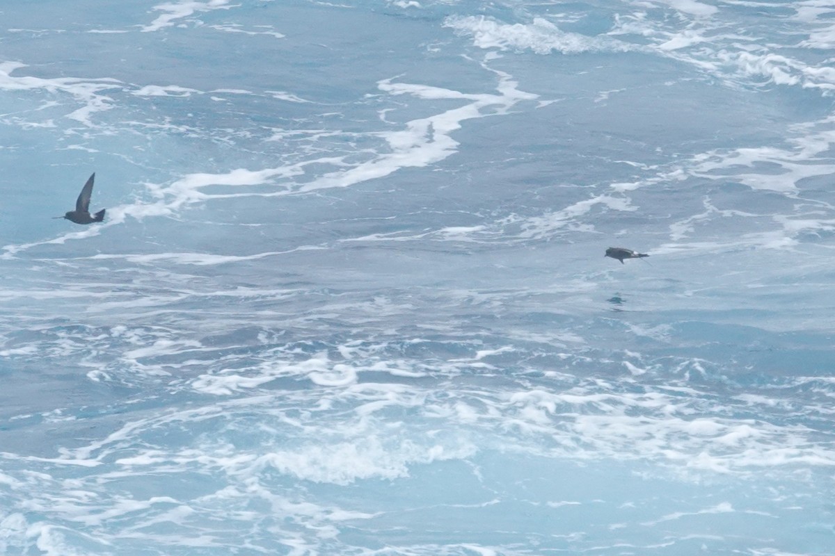 Океанник Вільсона - ML646852932