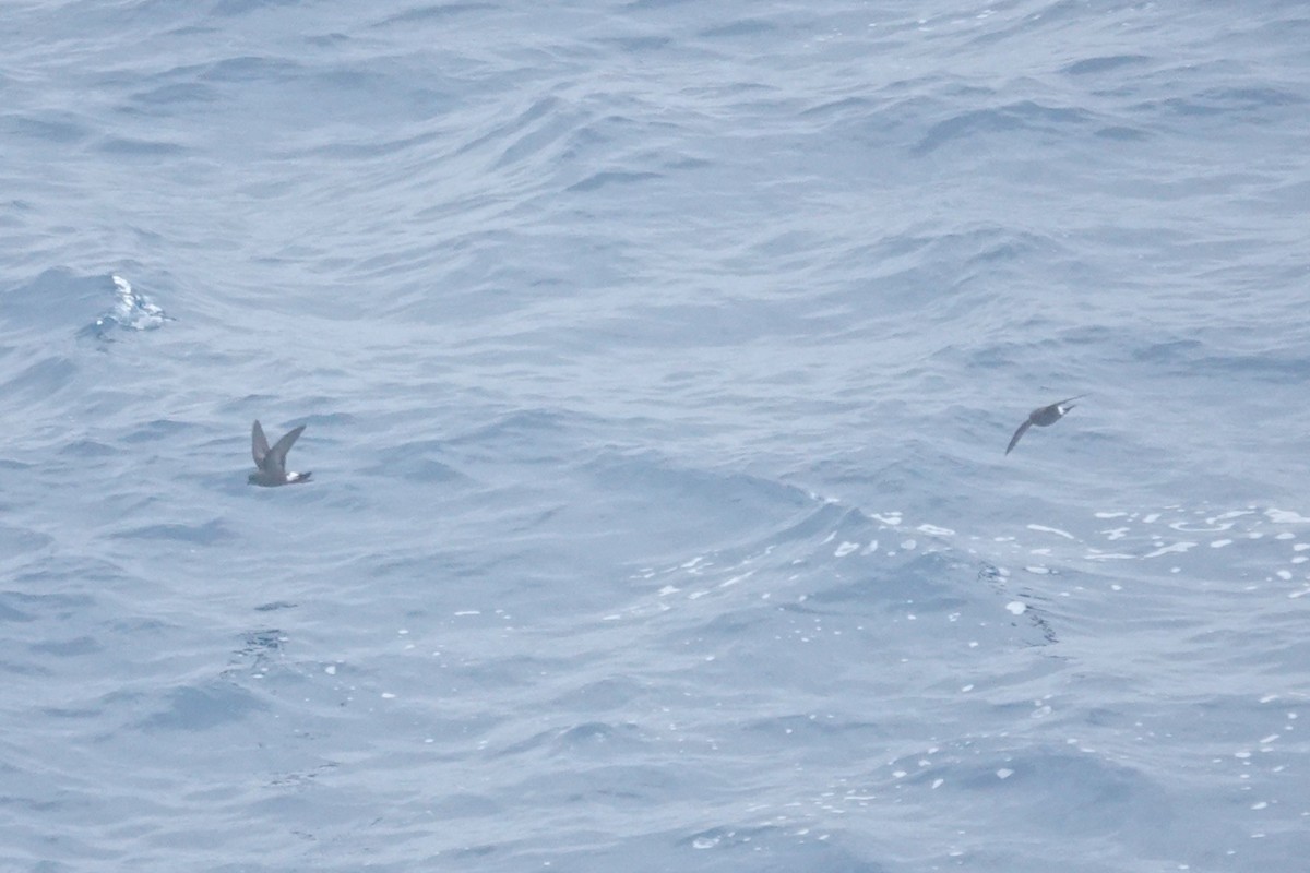 Океанник Вільсона - ML646852933