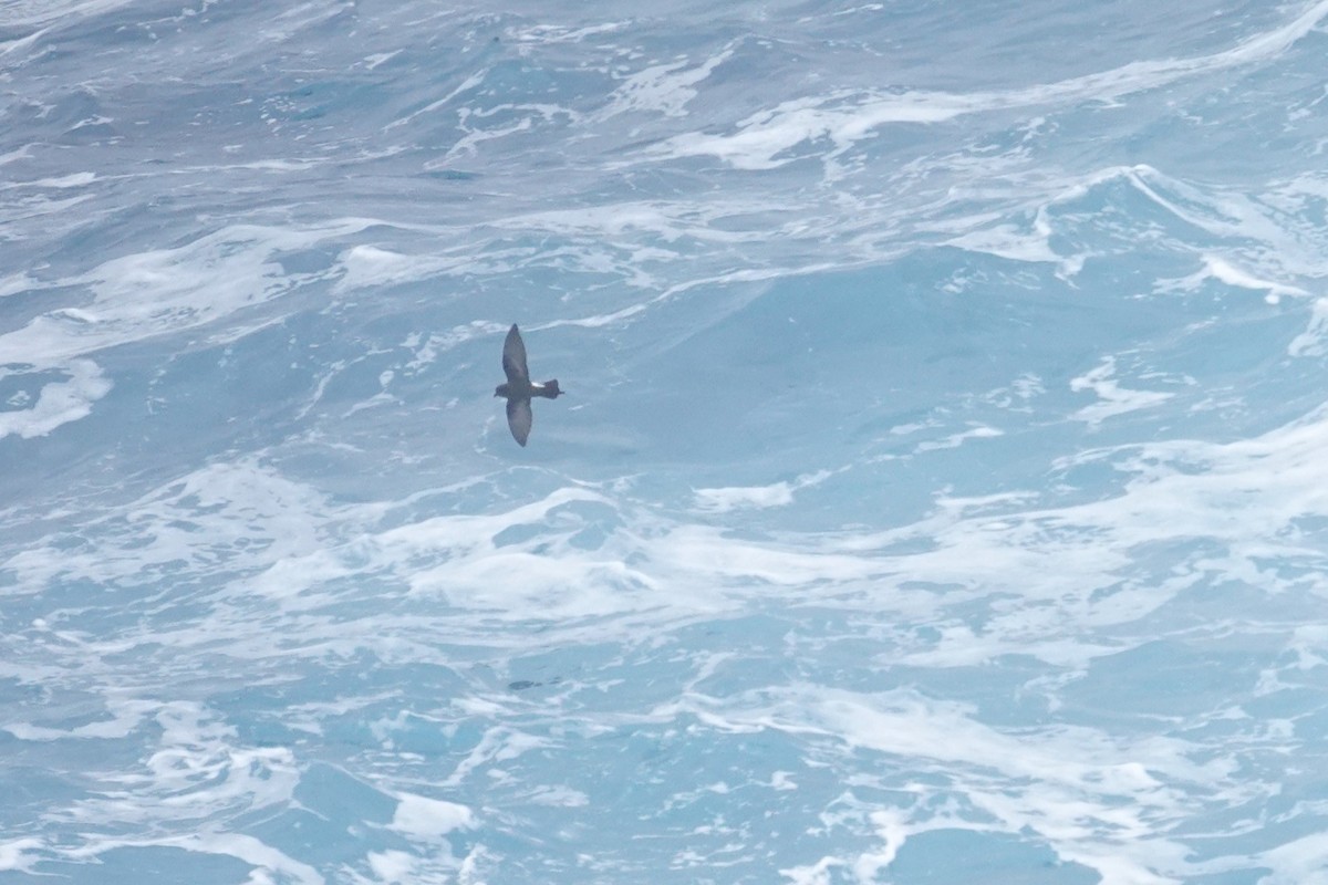 Океанник Вільсона - ML646852934