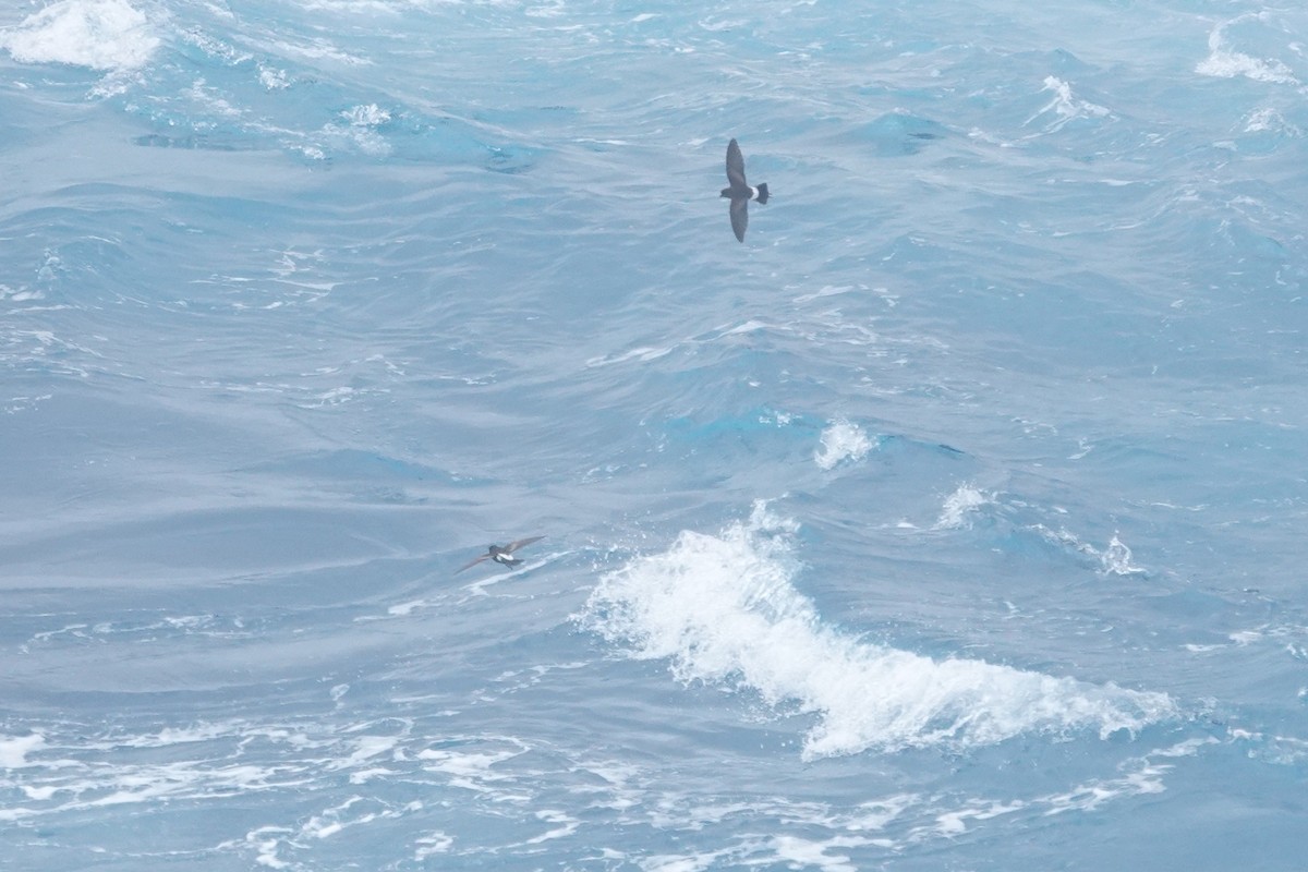 Океанник Вільсона - ML646852935