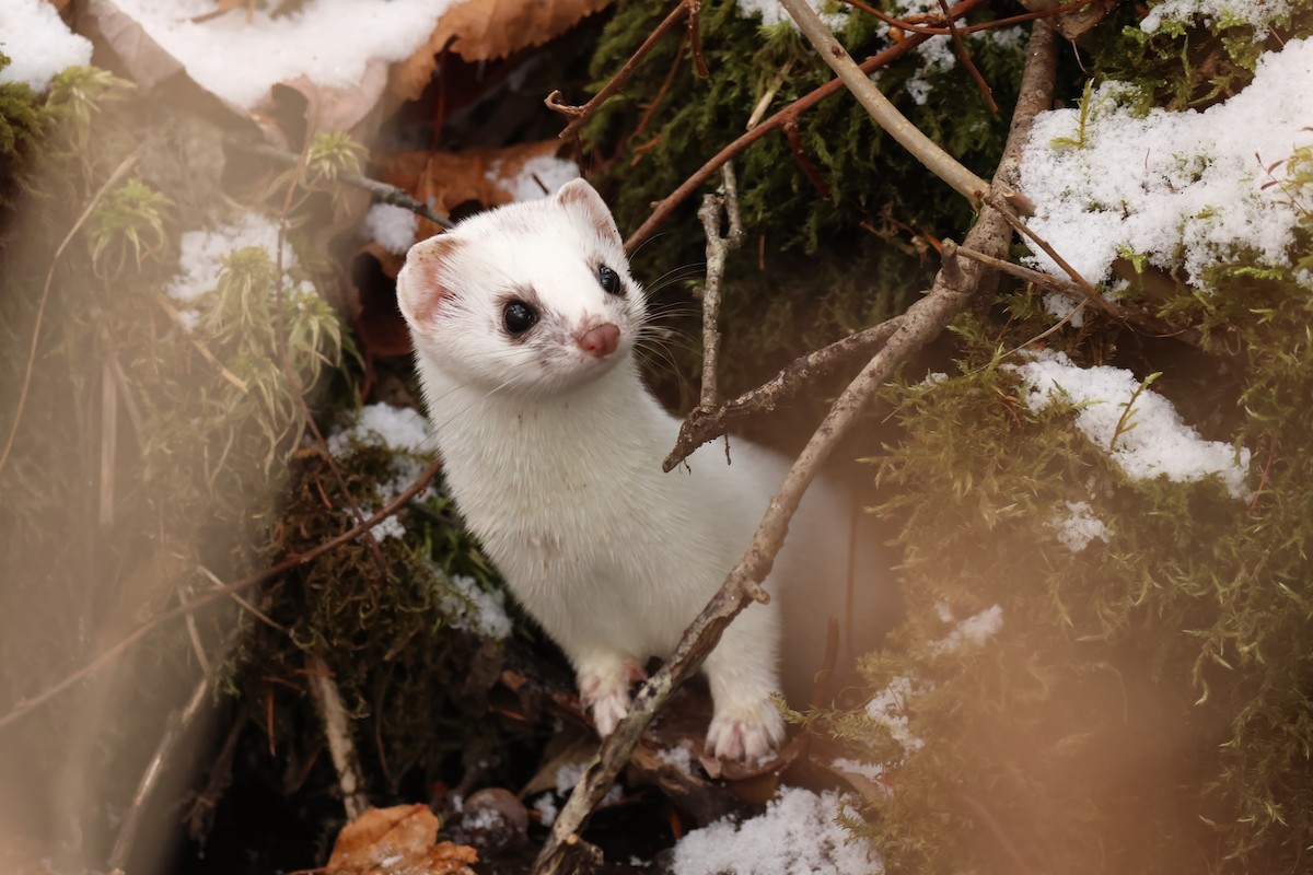 Mammals - ML646852936