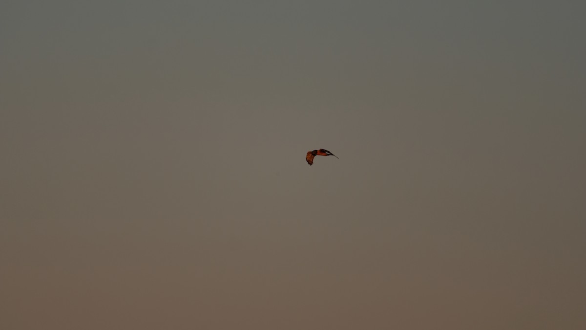 Лунь американський - ML646852937