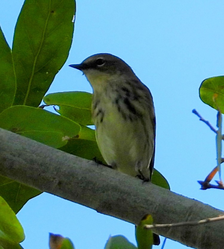 Пісняр-лісовик жовтогузий - ML646852939