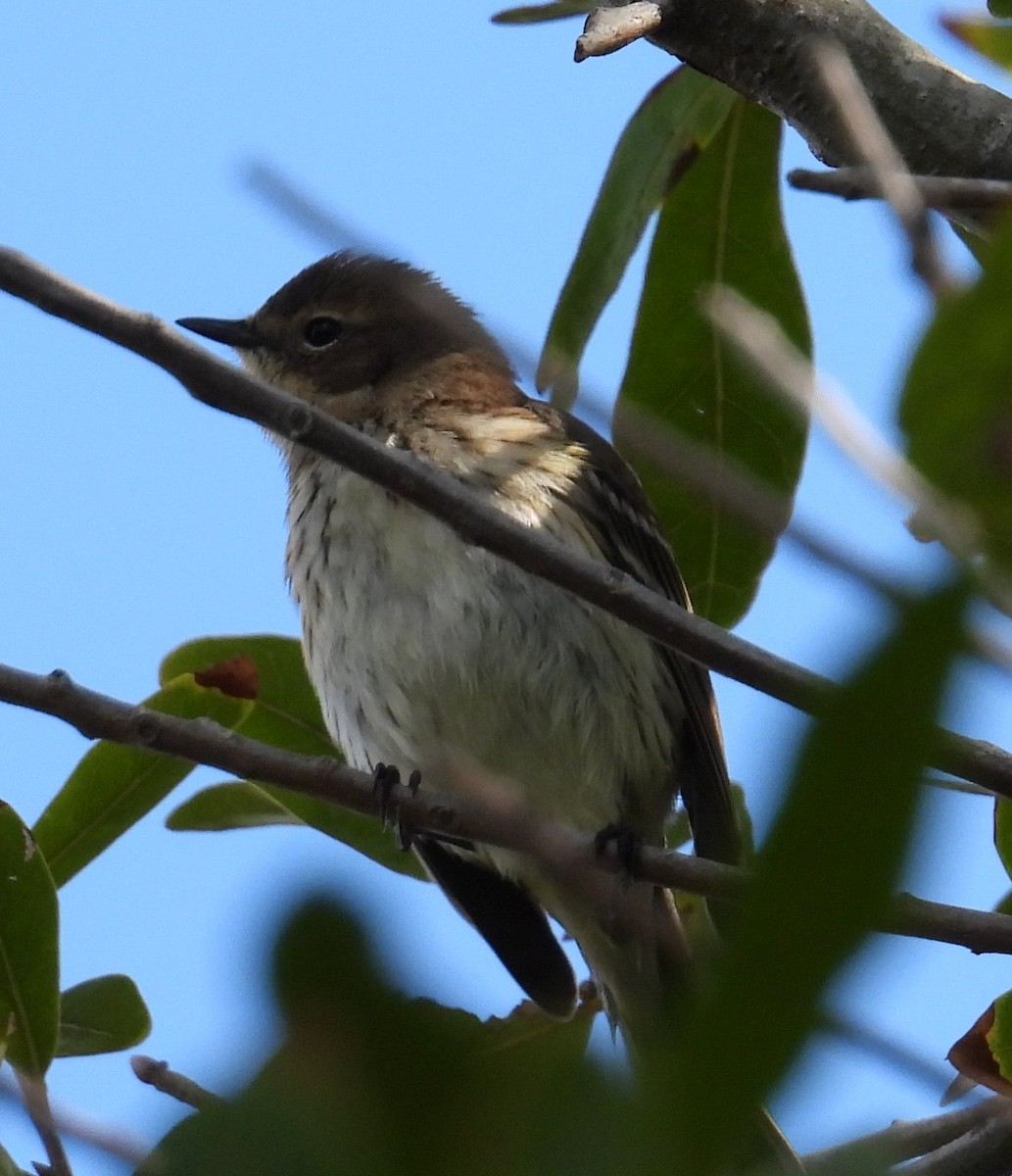 Пісняр-лісовик жовтогузий - ML646852940