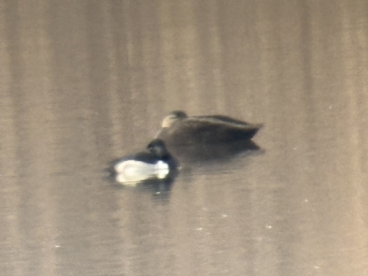 Чернь канадська - ML646852941