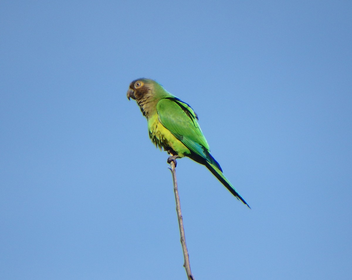 Аратинга рудоволий - ML646852942