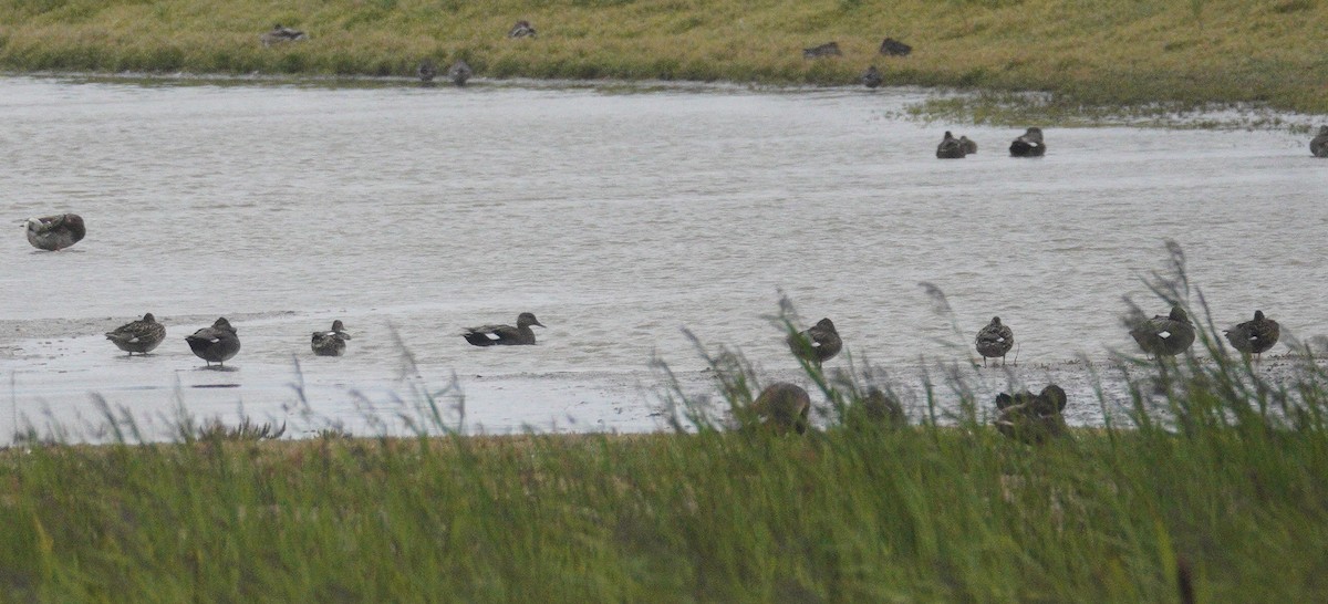 Нерозень - ML646852943