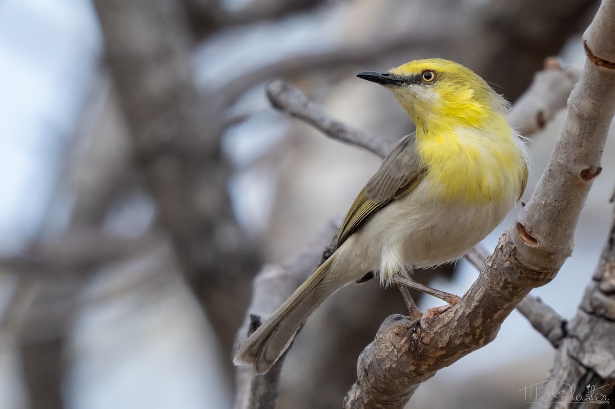 Синиця південна - ML646852944