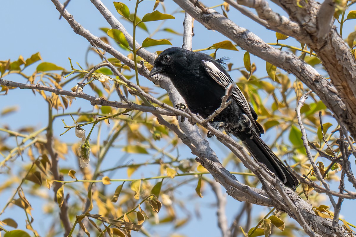 Синиця південна - ML646852945