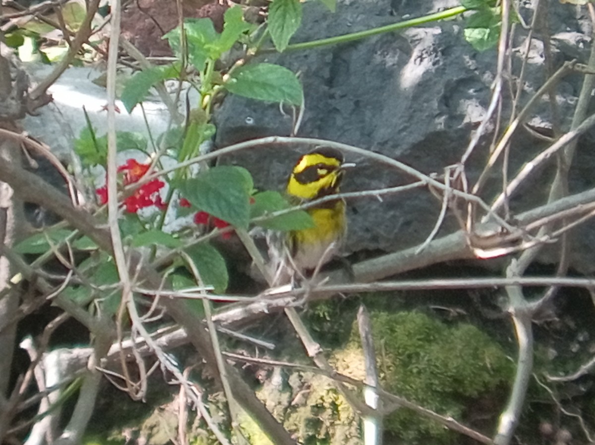 Пісняр-лісовик західний - ML646852946