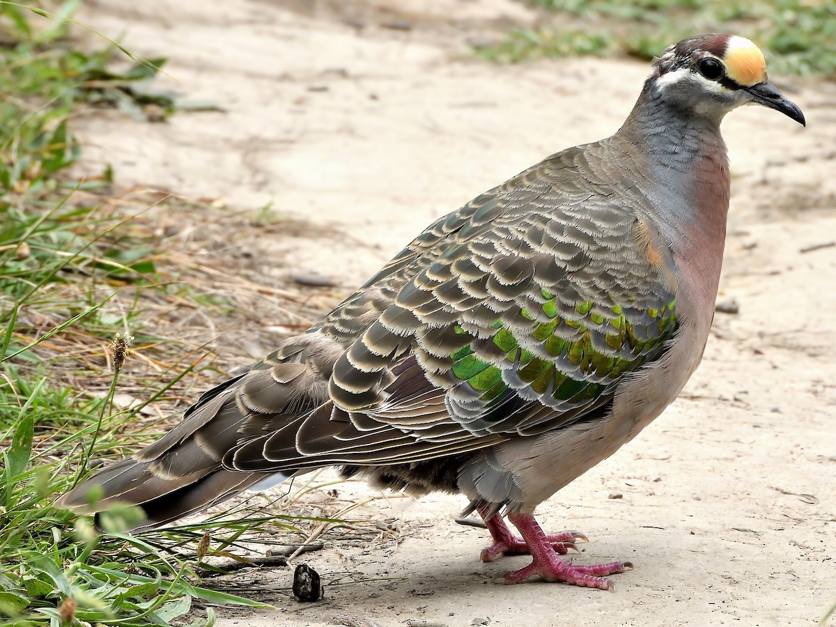 Фапс білогорлий - ML646852947