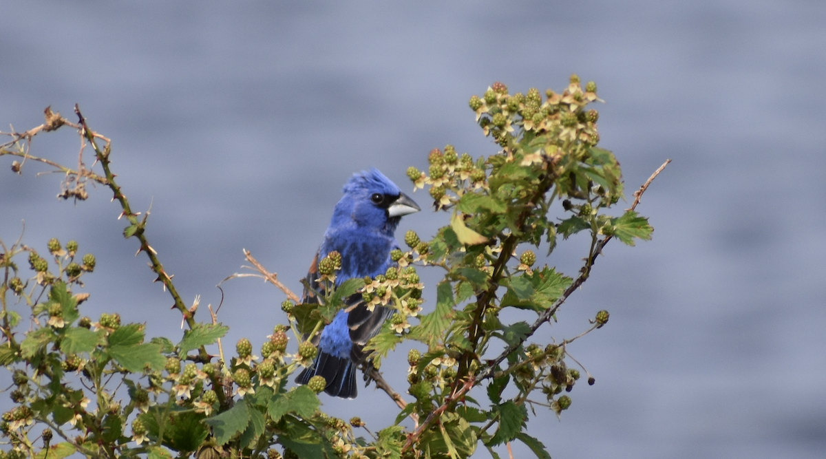 Скригнатка синя - ML646852948