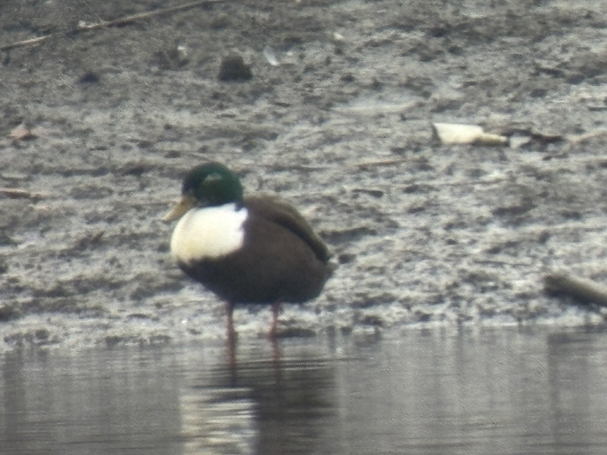 Кряква (Одомашенного типа) - ML646852949