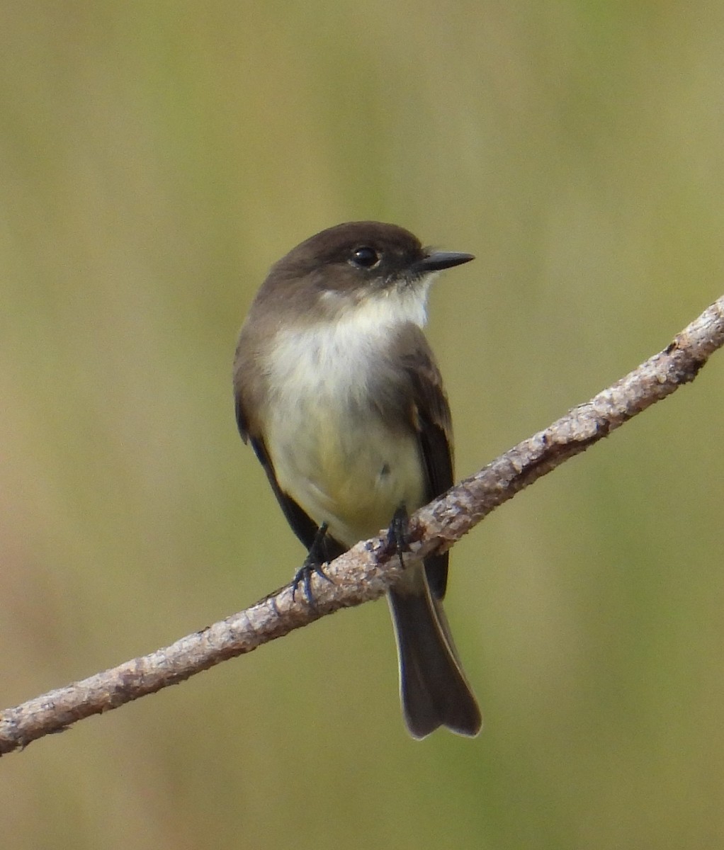 Феб буроспинний - ML646852950