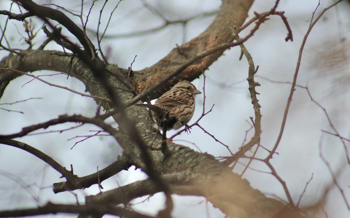 Пасовка співоча - ML646852951