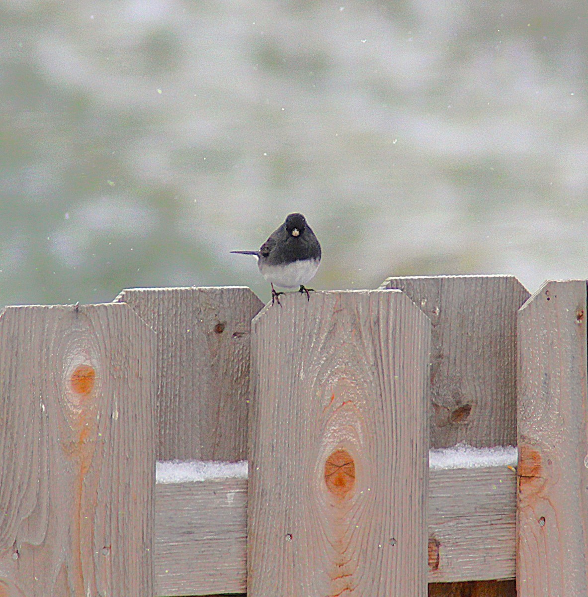 Юнко сірий - ML646852952