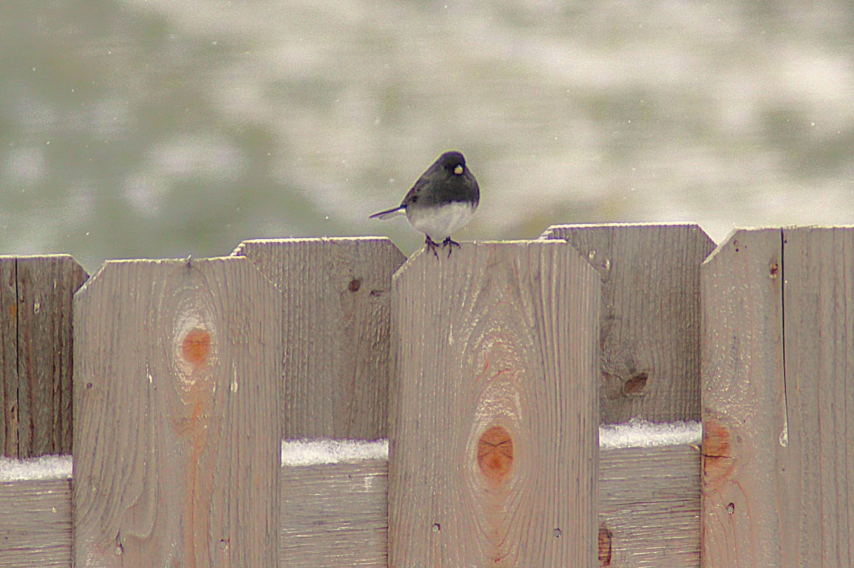 Юнко сірий - ML646852953