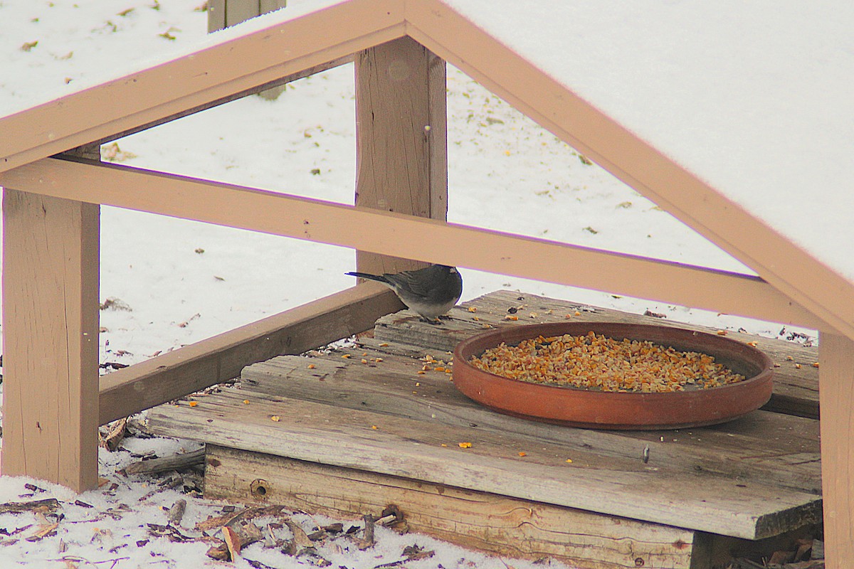 Юнко сірий - ML646852954