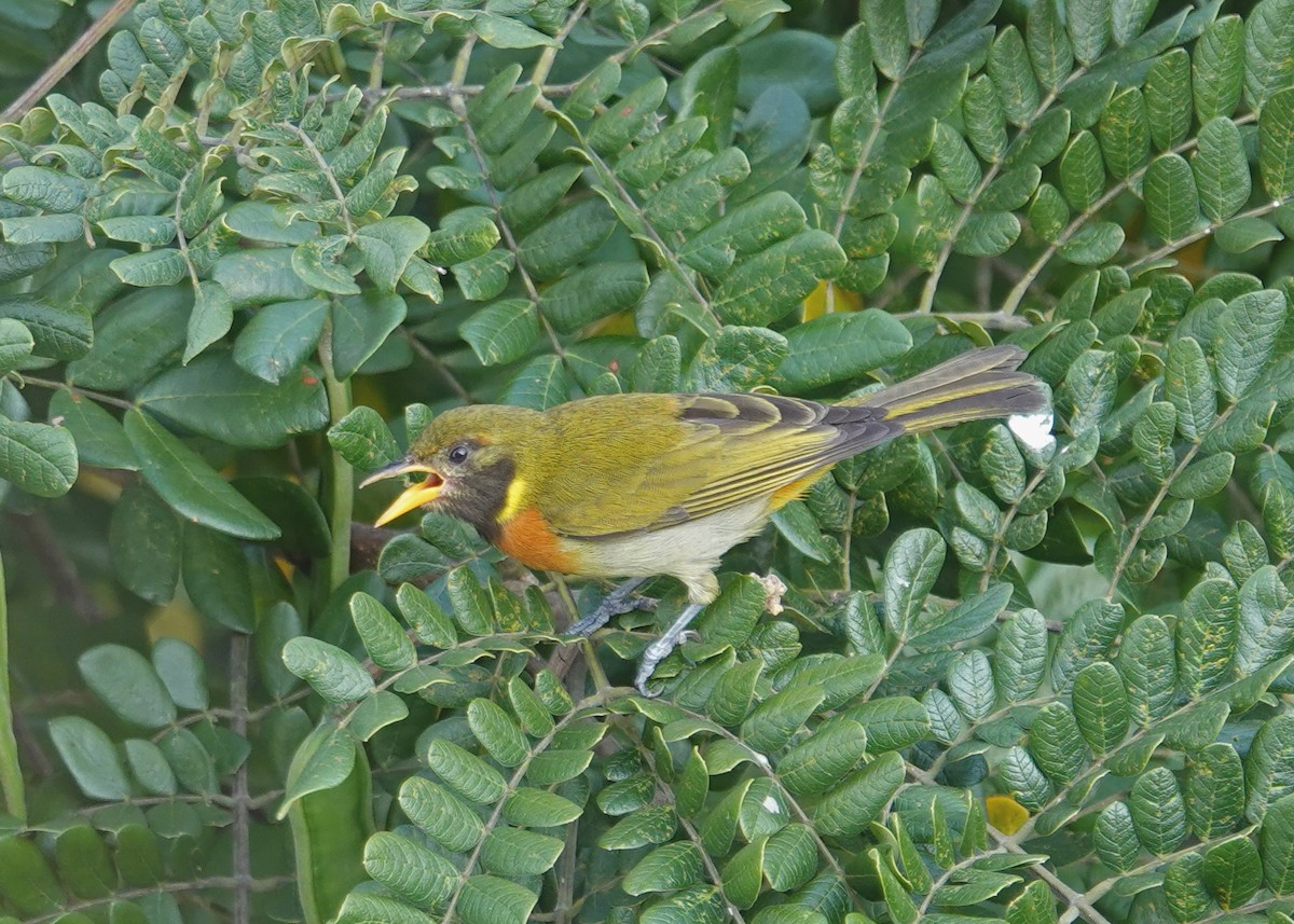 Танагрик чорнощокий - ML646852955