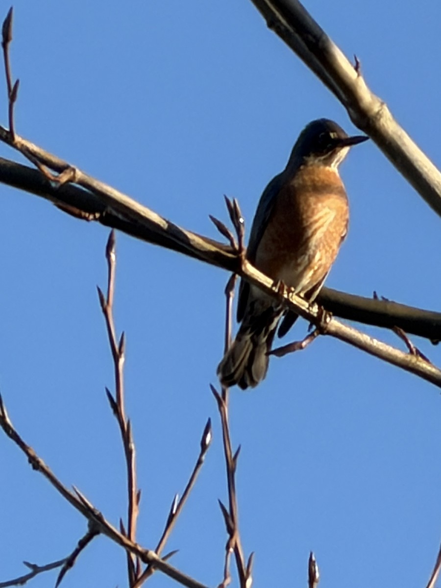 American Robin - ML646852962