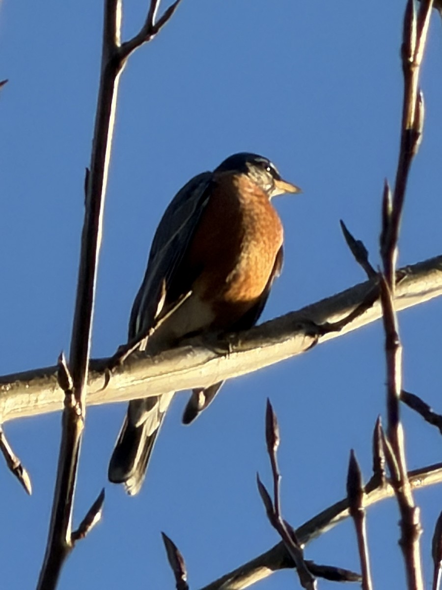 American Robin - ML646852963