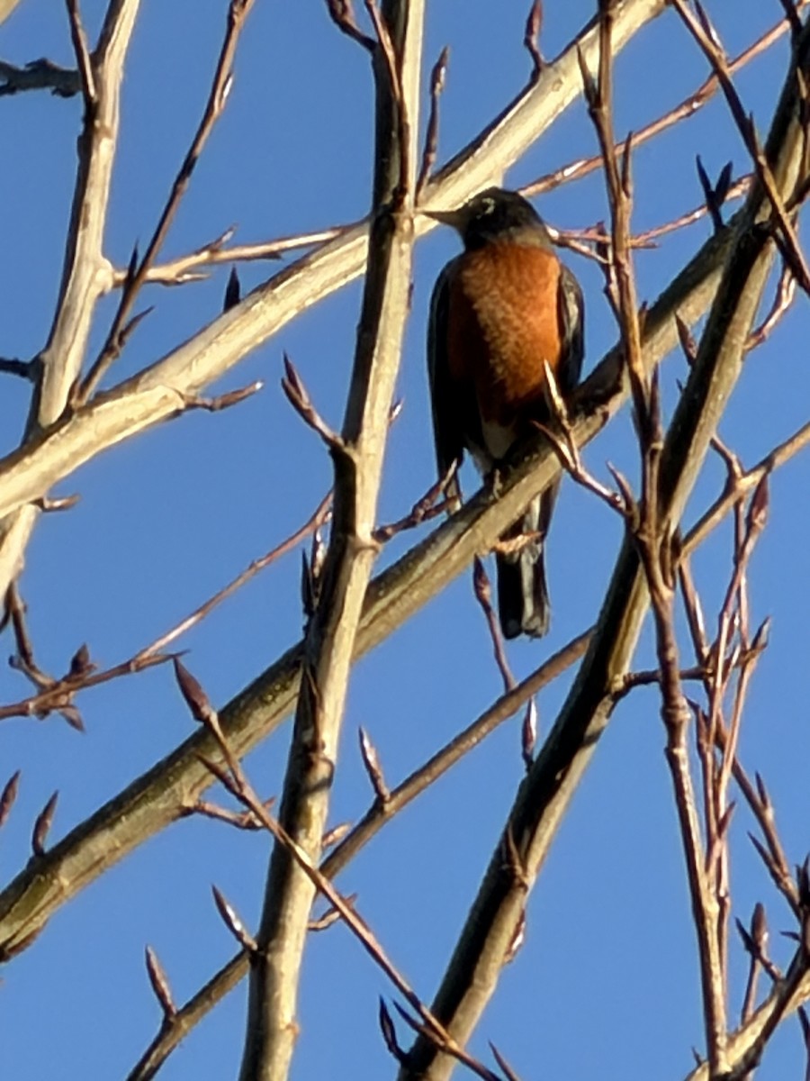 American Robin - ML646852964