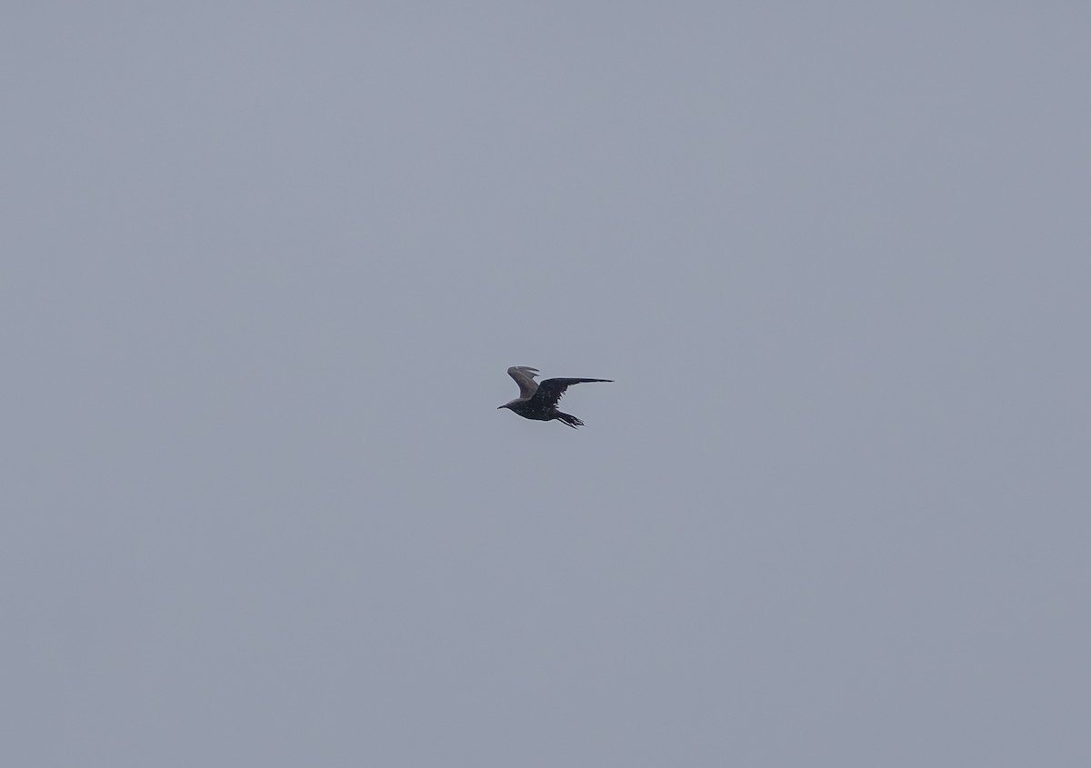 Braunnoddi - ML646852968