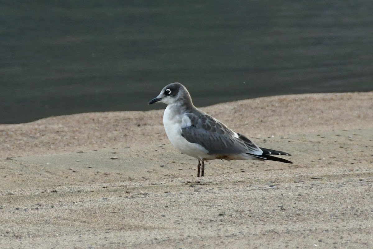 Franklin's Gull - ML646852969