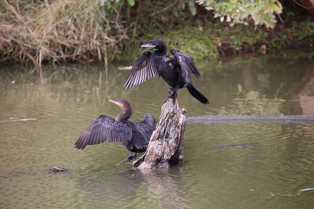 Neotropic Cormorant - ML646852970