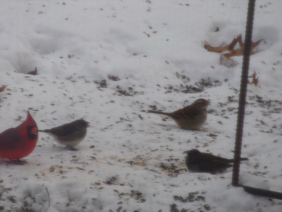 White-throated Sparrow - ML646852973