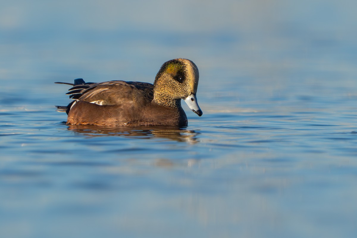 hvízdák americký - ML646852974