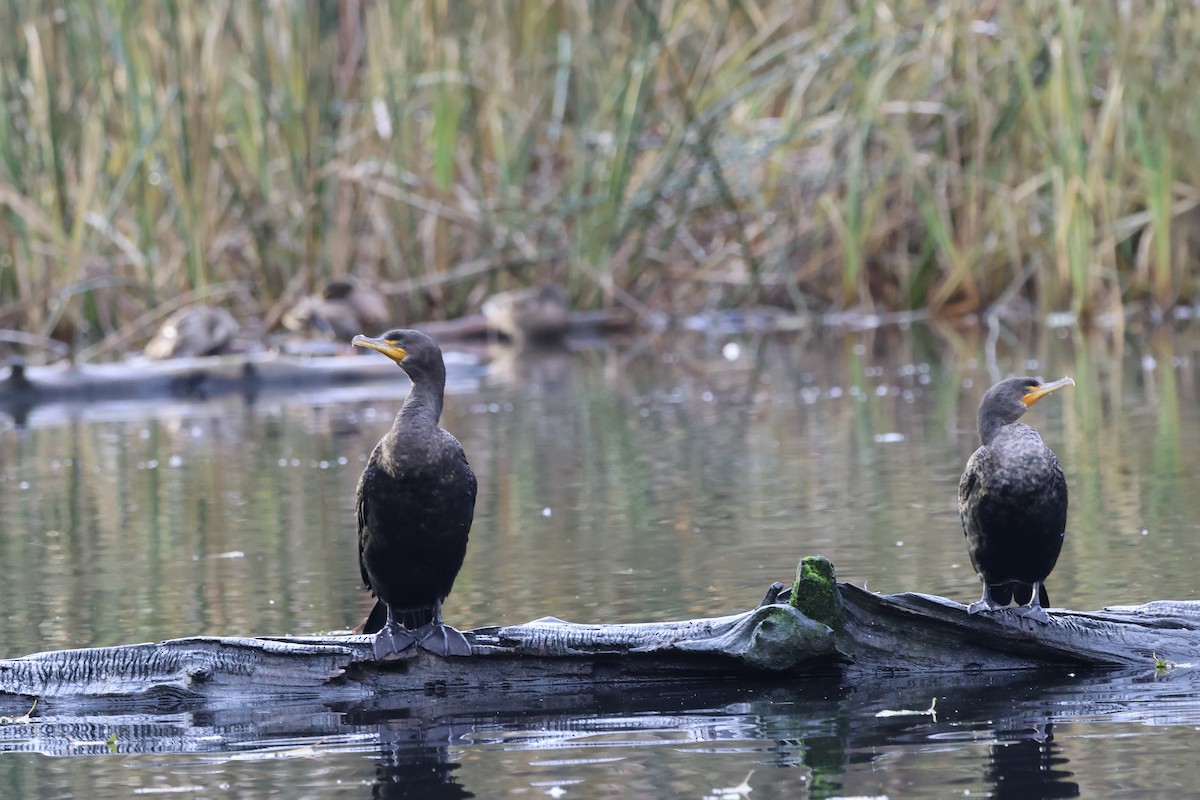Cormoran à aigrettes - ML646852976