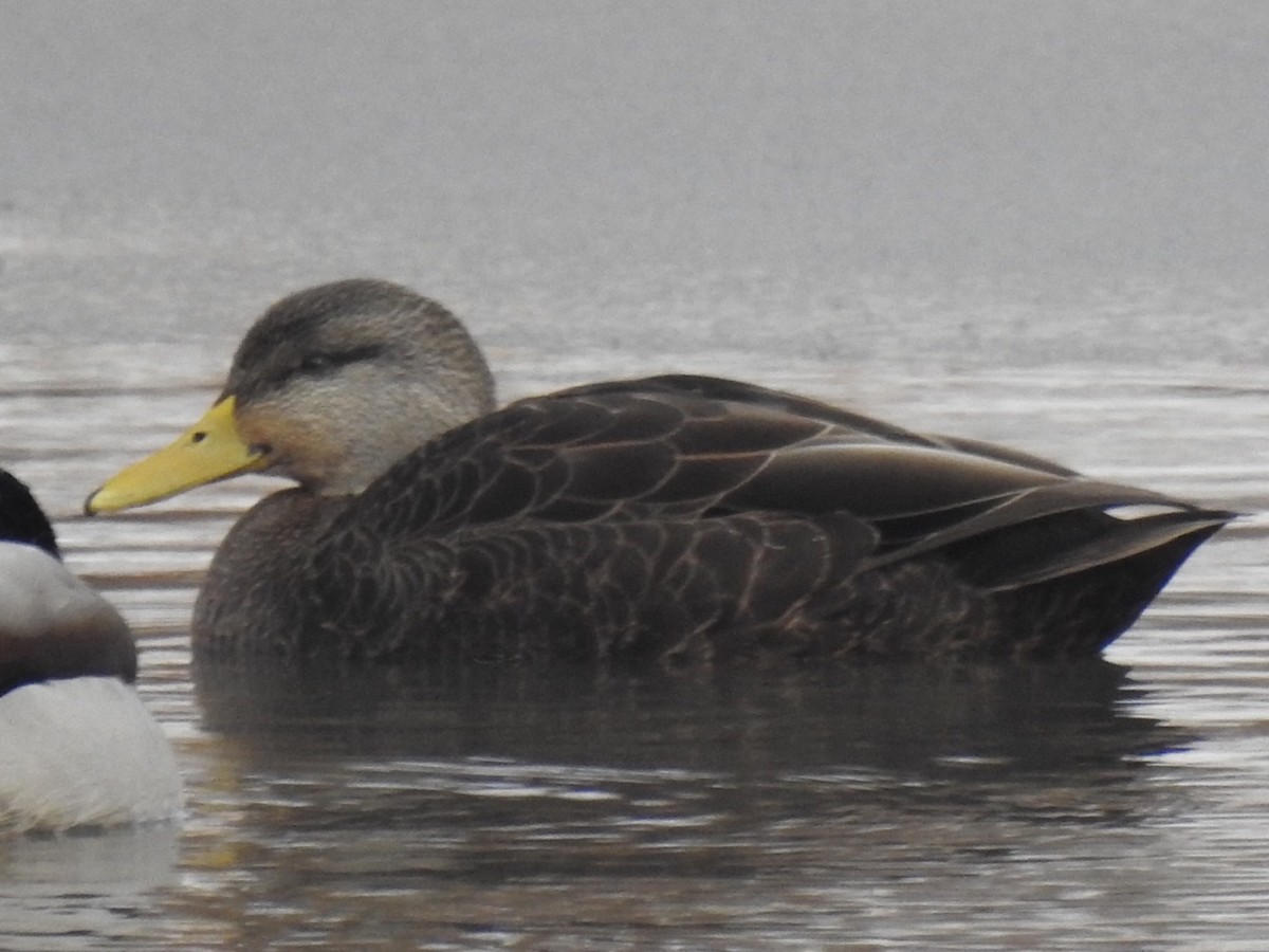 American Black Duck - ML646852977