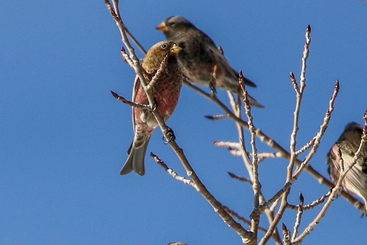 Brown-capped Rosy-Finch - ML646852978
