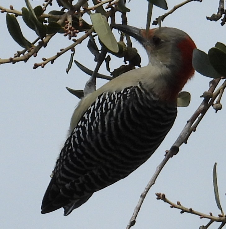 Red-bellied Woodpecker - ML646852986