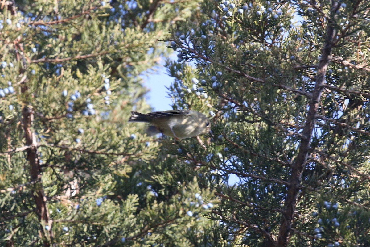 Rubingoldhähnchen - ML646852989