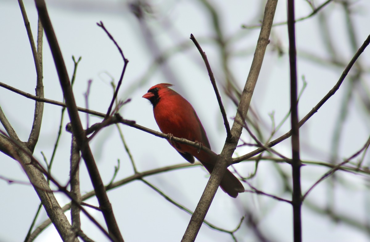 Northern Cardinal - ML646852992