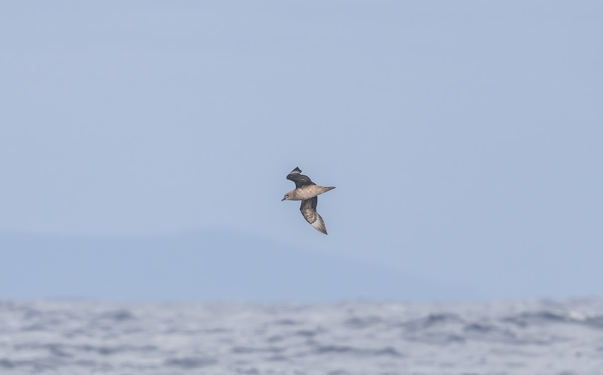 Kermadec Petrel - ML646852993