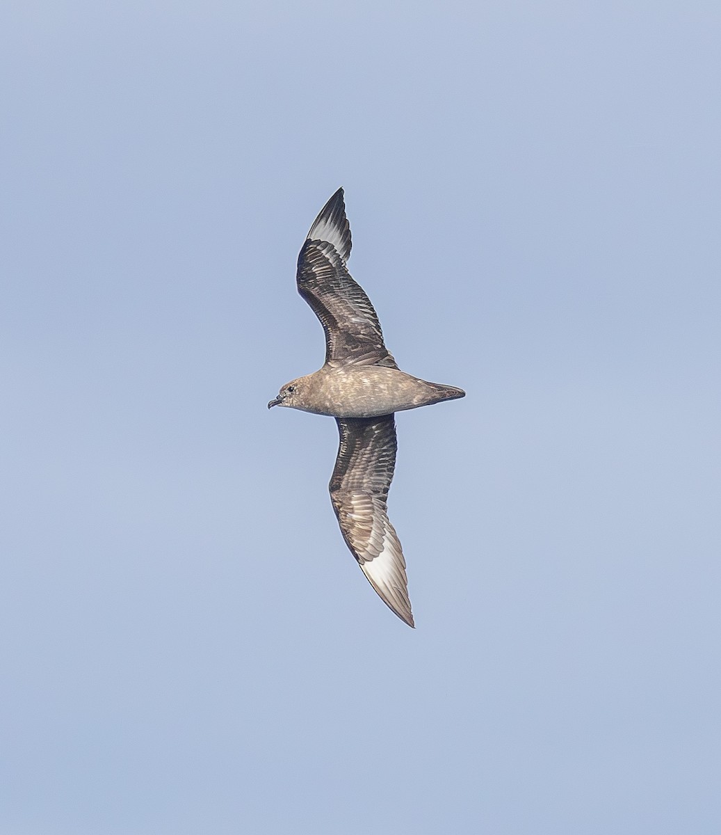 Kermadec Petrel - ML646852994