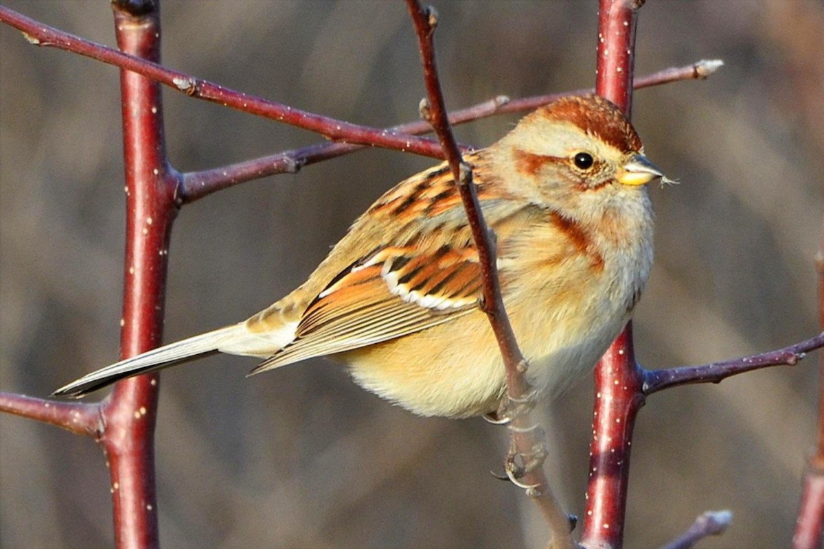 Пасовник північний - ML646852997