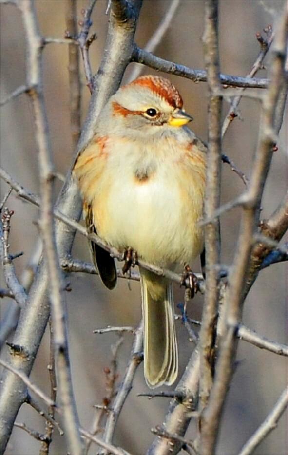 Пасовник північний - ML646852999