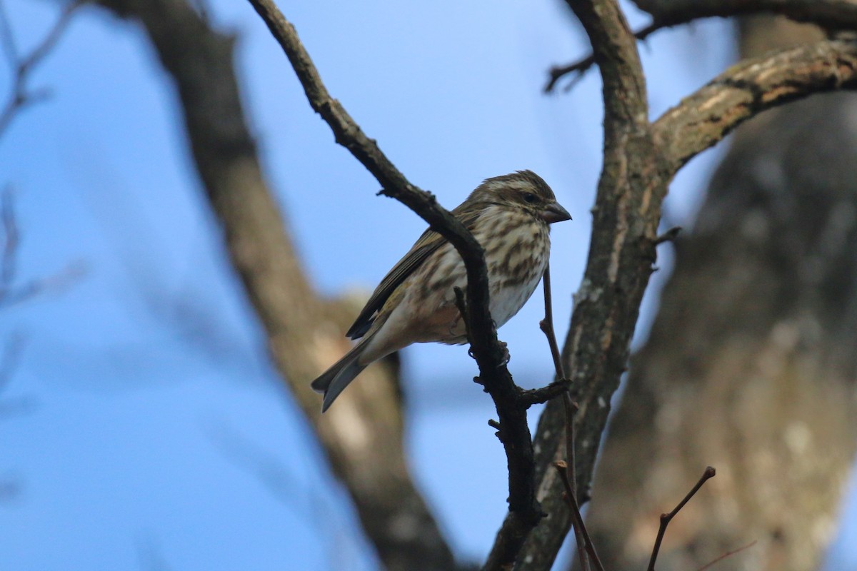 Purple Finch - ML646853003
