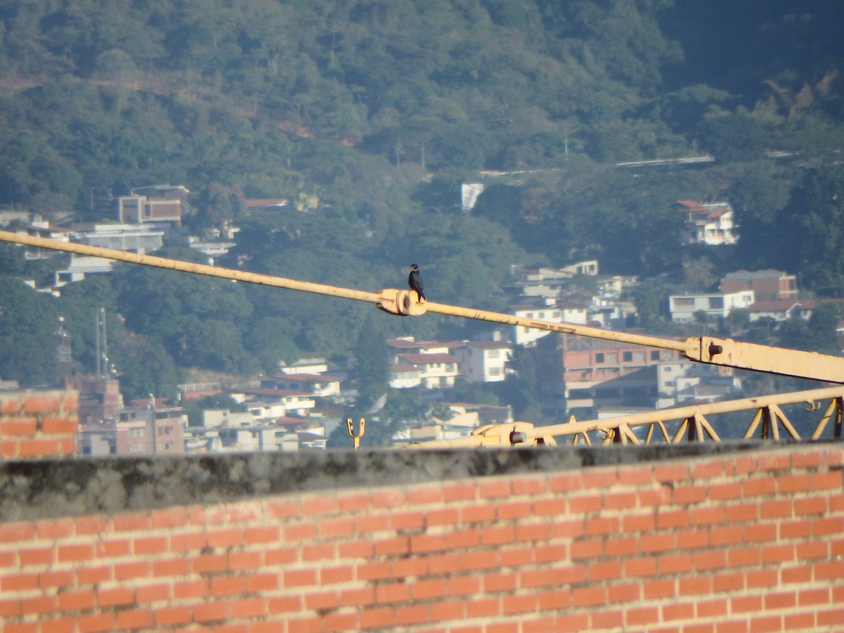 Bat Falcon - ML646853004