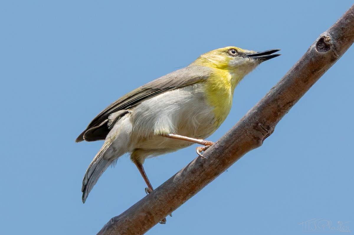 Жовтобрюшка південна - ML646853005