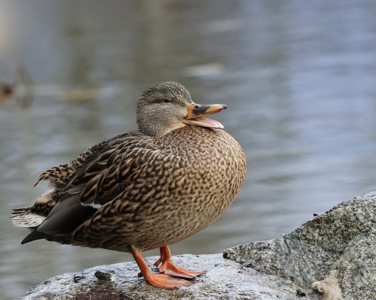 Canard colvert - ML646853006